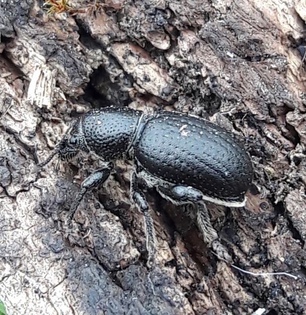 Psallidium maxillosum - fekete barkó