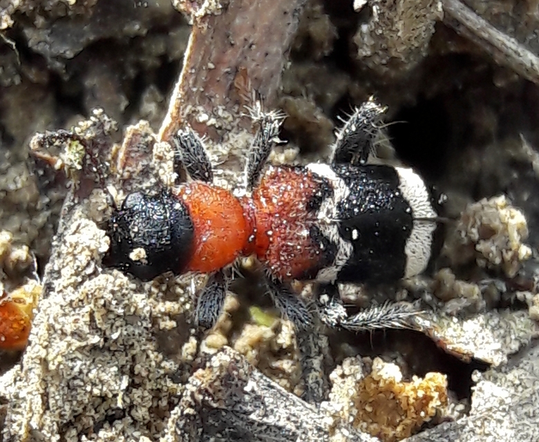 Thanasimus formicarius - vörösnyakú szúfarkas