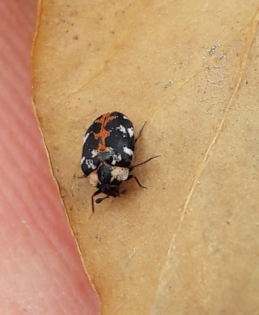 Anthrenus scrophulariae - nagy múzeumbogár