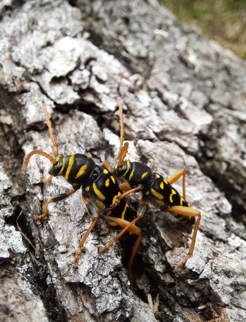 Plagionotus arcuatus - bársonyos darázscincér