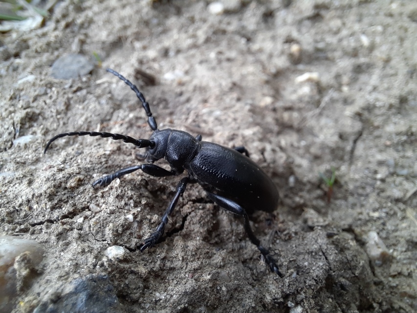 Dorcadion aethiops - fekete gyalogcincér
