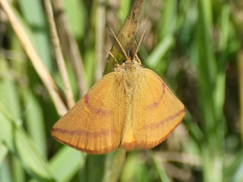 Lythria purpuraria - bíborsávos araszoló