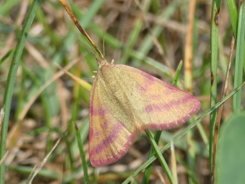 Lythria purpuraria - bíborsávos araszoló