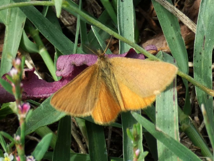Lythria purpuraria - bíborsávos araszoló