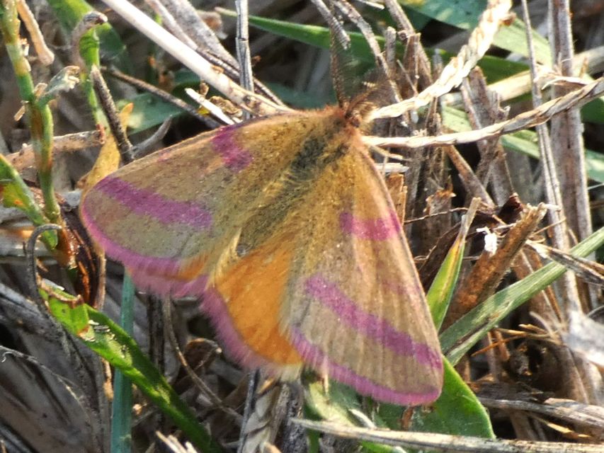 Lythria purpuraria - bíborsávos araszoló