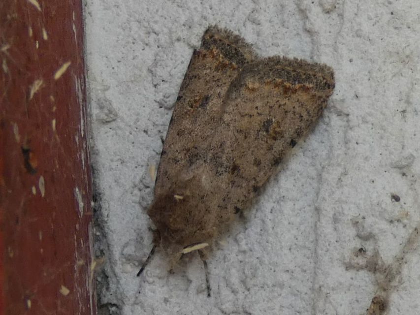 Paradrina clavipalpis - közönséges selymesbagoly
