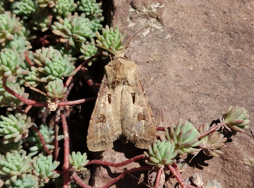 Agrotis exclamationis - felkiáltójeles földibagoly