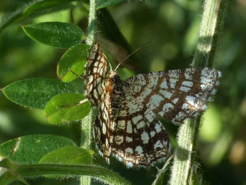 Chiasmia clathrata - rácsos rétiaraszoló