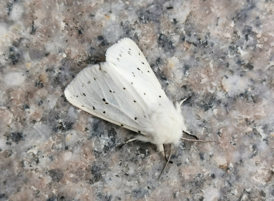 Spilosoma lubricipedum - tejszínű medvelepke