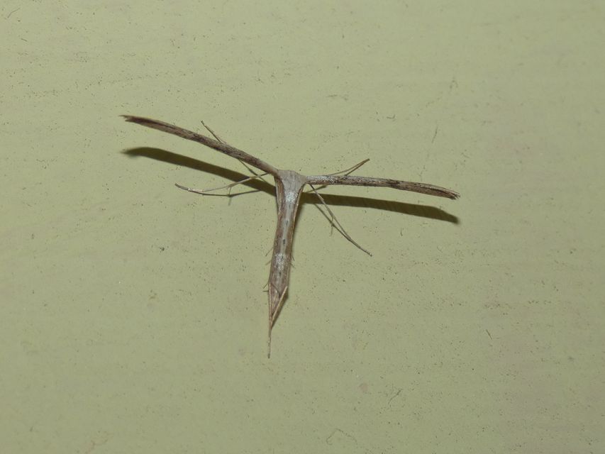 Pterophoridae - tollasmolyfélék