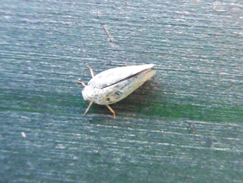 Metcalfa pruinosa - amerikai lepkekabóca