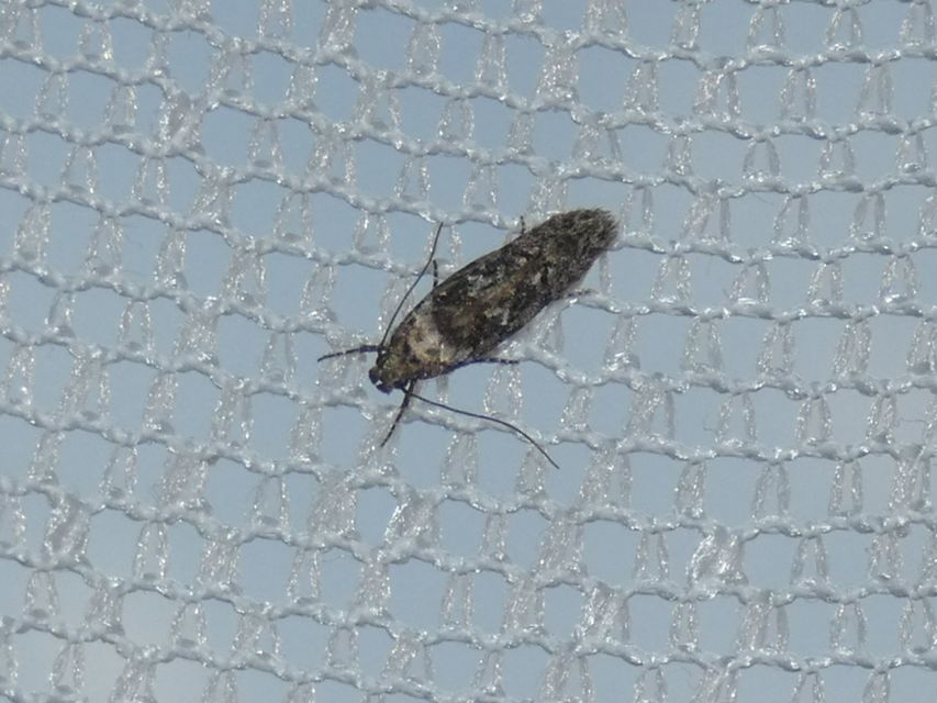 Microlepidoptera - Molylepkék