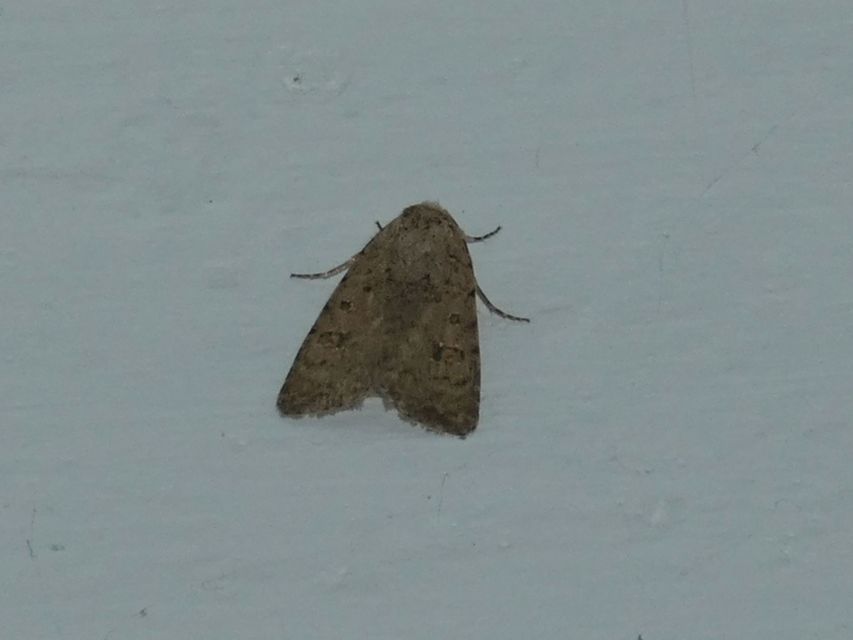 Paradrina clavipalpis - közönséges selymesbagoly