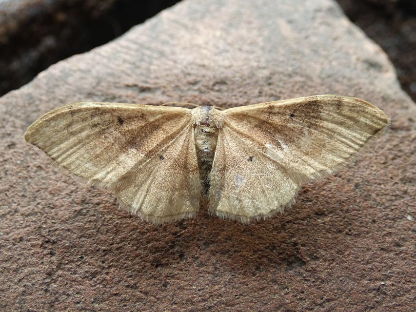 Idaea degeneraria - barnasávos araszoló
