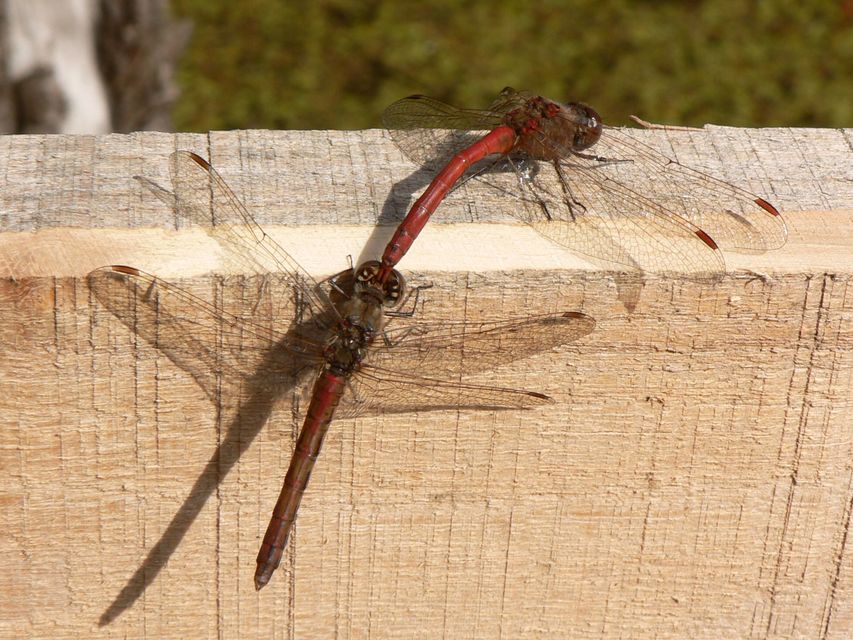 Sympetrum vulgatum - barkós katona-szitakötő