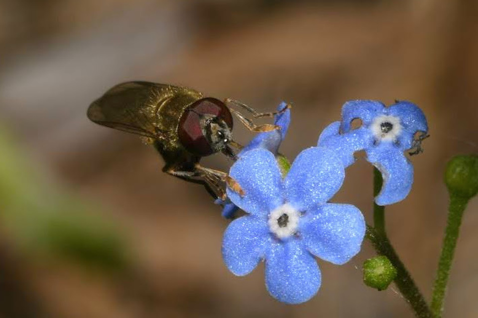 Platycheirus albimanus - fekete széleslábúlégy