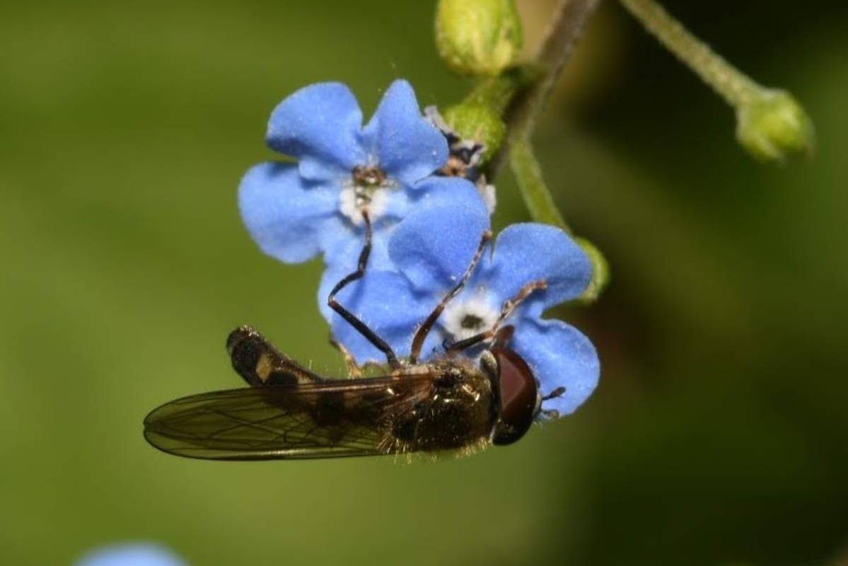 Platycheirus albimanus - fekete széleslábúlégy