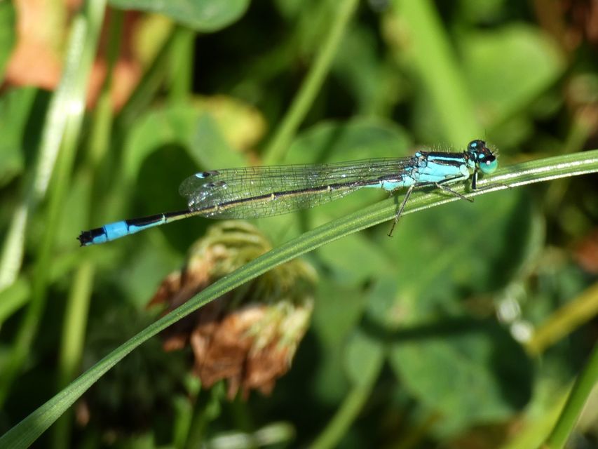 Ischnura elegans pontica - kéköves légivadász