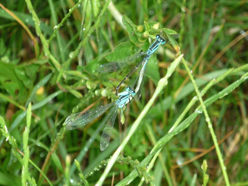 Ischnura elegans pontica - kéköves légivadász