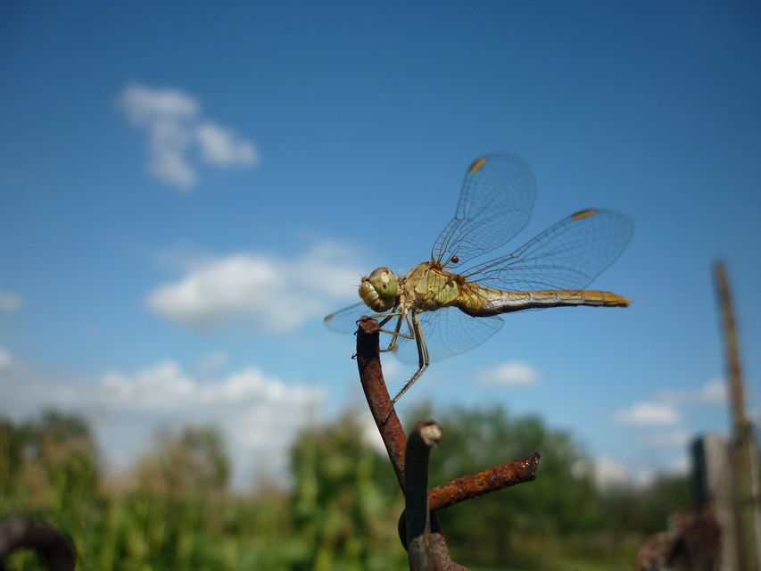 Sympetrum meridionale - fakó katona-szitakötő