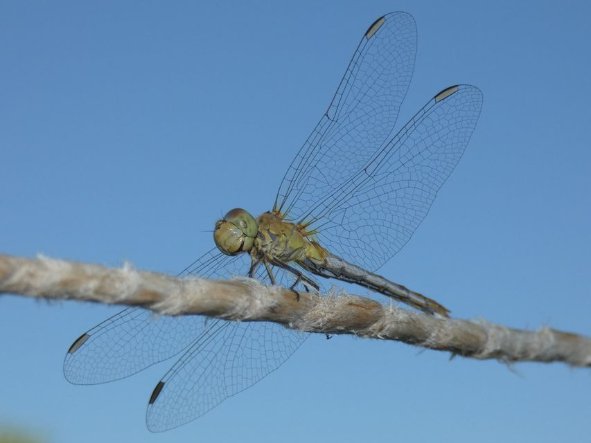 Sympetrum meridionale - fakó katona-szitakötő