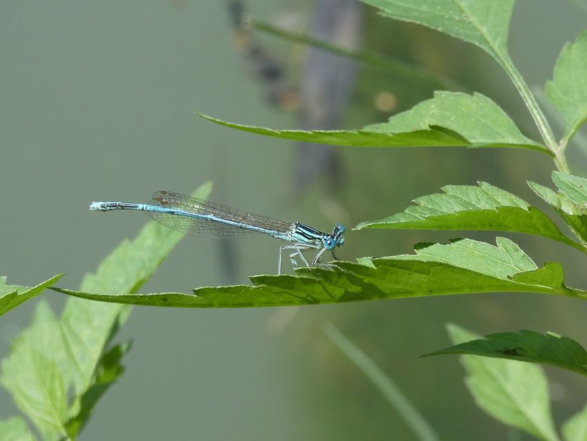 Platycnemis pennipes - széleslábú szitakötő