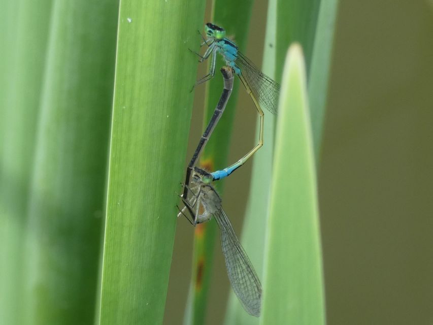 Ischnura elegans pontica - kéköves légivadász
