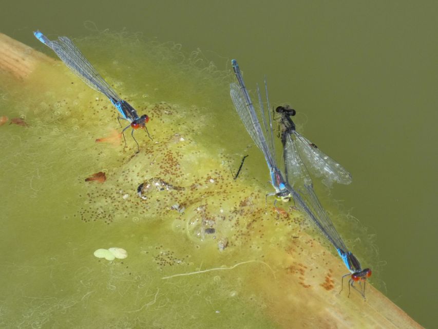 Erythromma viridulum - kis pirosszemű-légivadász