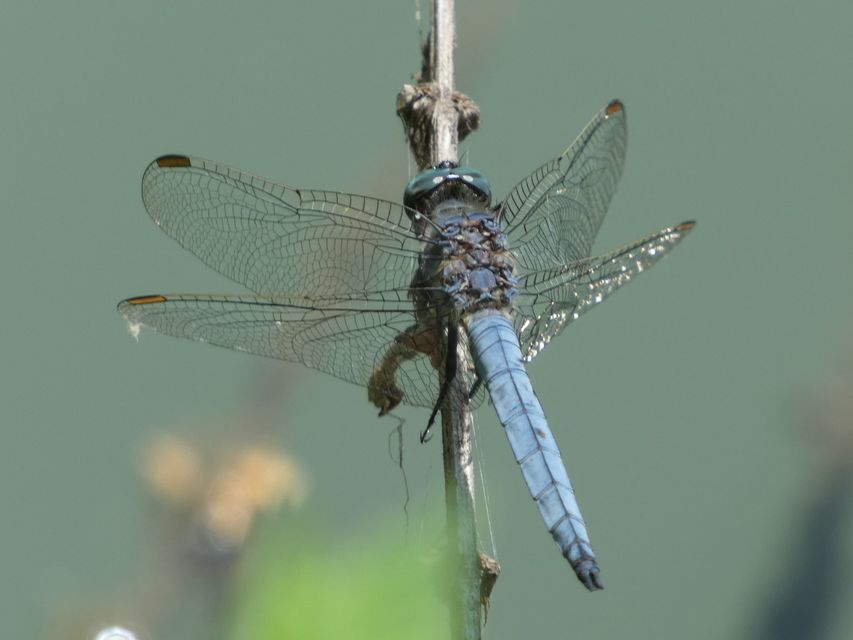 Orthetrum coerulescens - karcsú pásztorszitakötő
