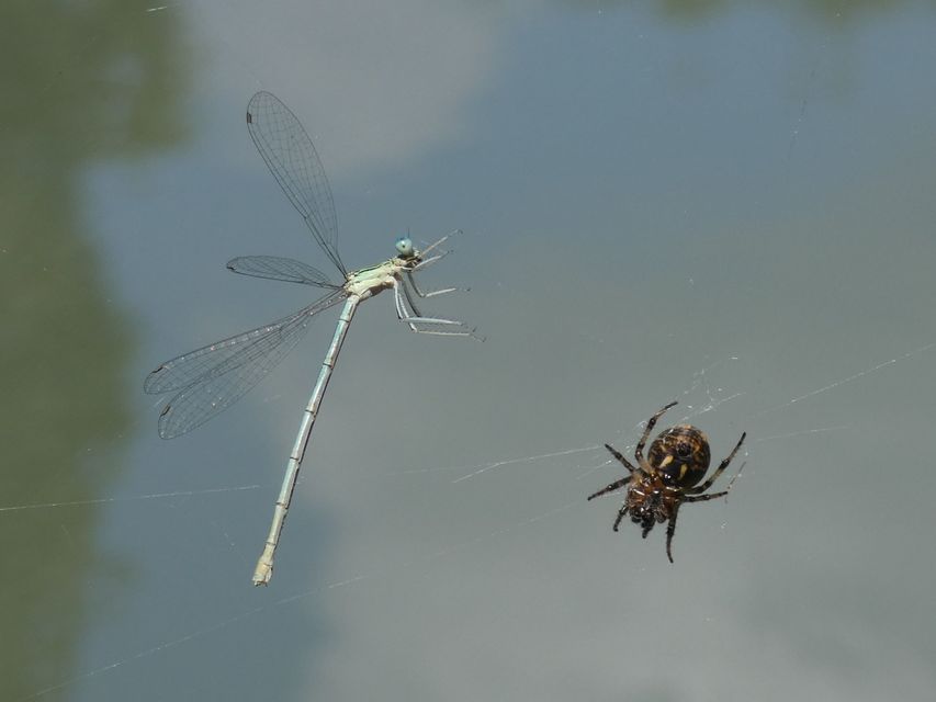 Platycnemis pennipes - széleslábú szitakötő