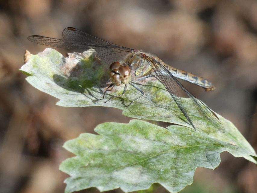 Sympetrum striolatum - harántsávos katona-szitakötő