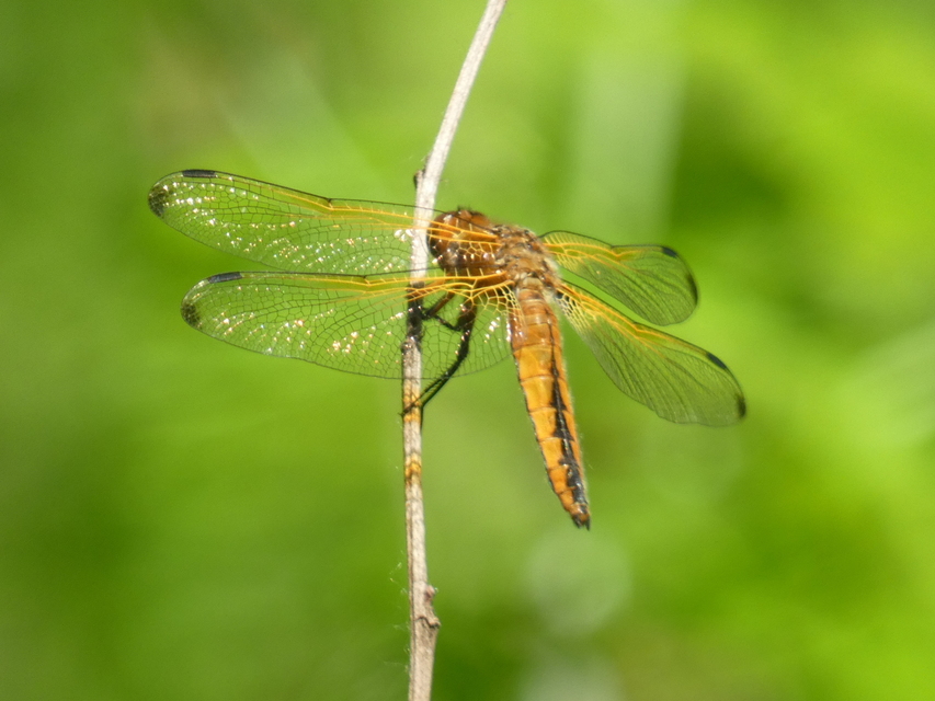 Libellula fulva - kisfoltos laposacsa