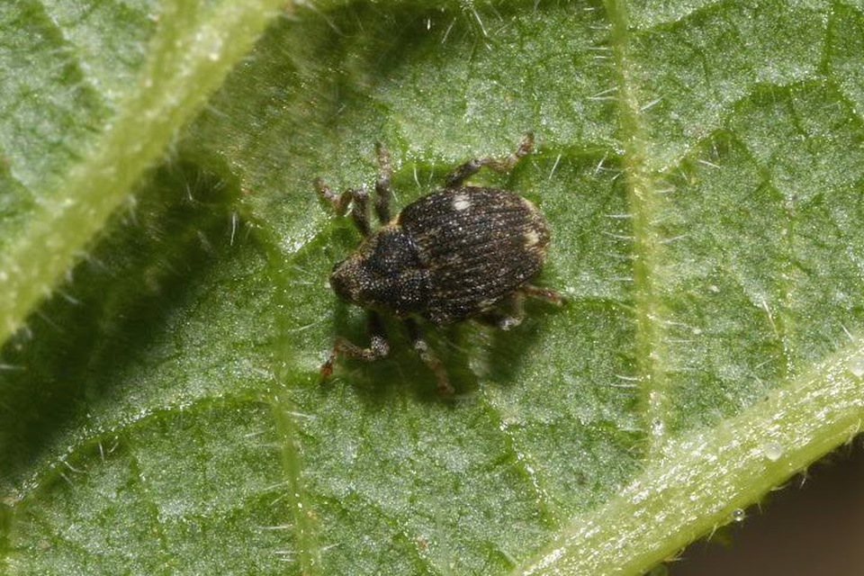 Nedyus quadrimaculatus - közönséges csalánormányos