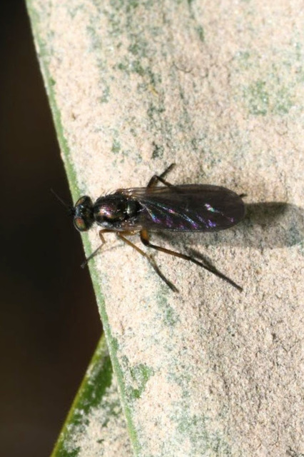 Dolichopodidae - szúnyoglábú legyek