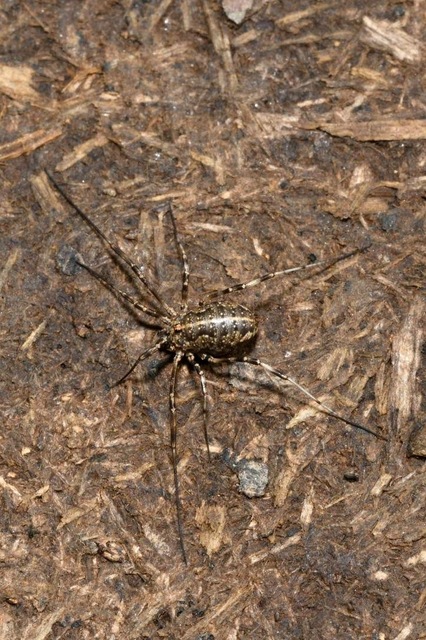 Zachaeus crista