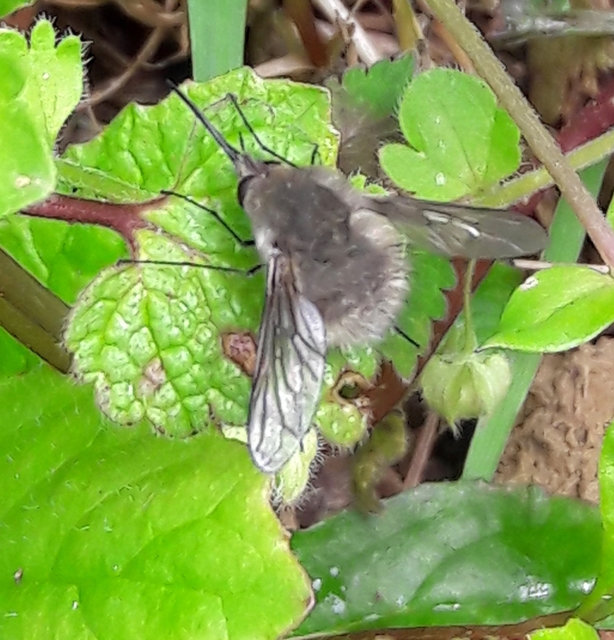 Bombylius cinerascens