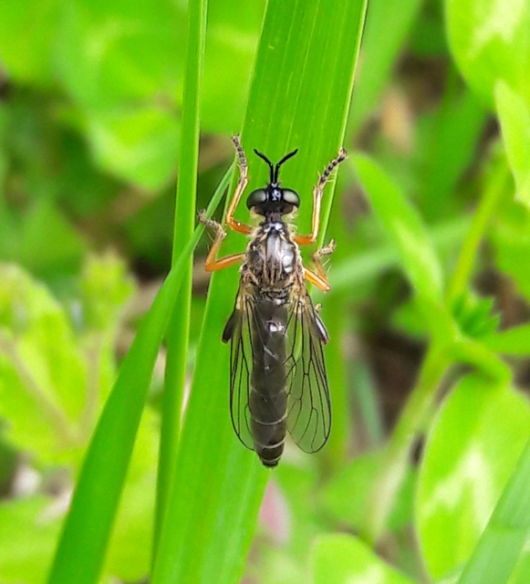Dioctria