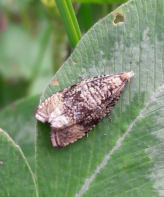 Celypha lacunana - vízparti tükrösmoly