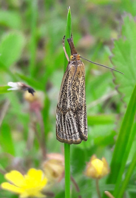 Thisanotia chrysonuchella - tavaszi fűgyökérmoly
