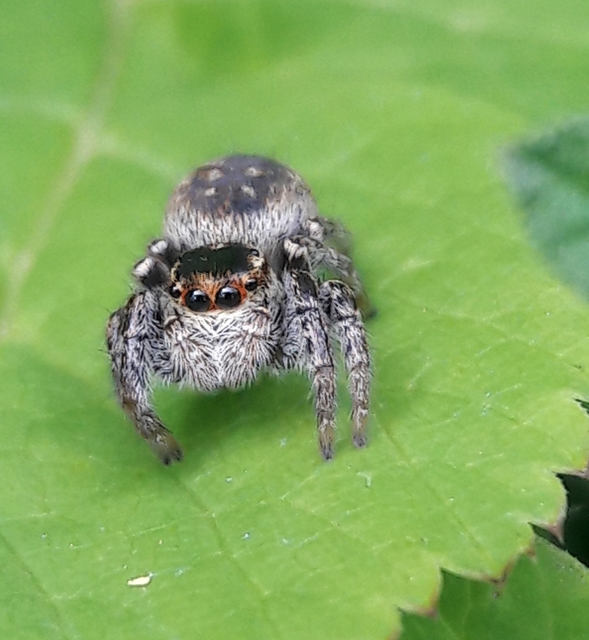Carrhotus xanthogramma - rozsdás ugrópók