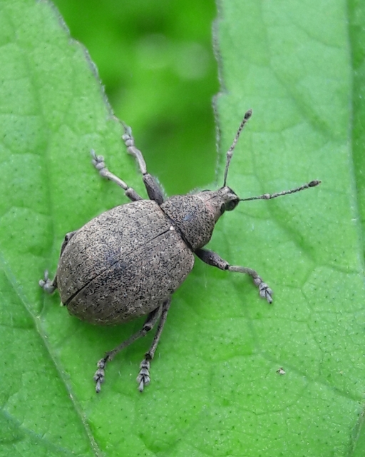 Liophloeus