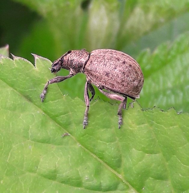 Liophloeus