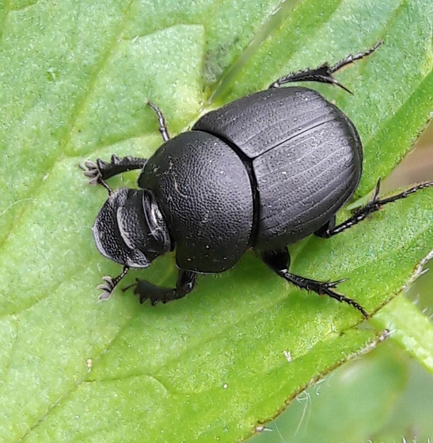 Onthophagus verticicornis - fekete trágyatúró
