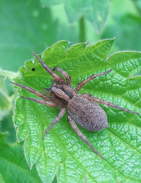 Trochosa