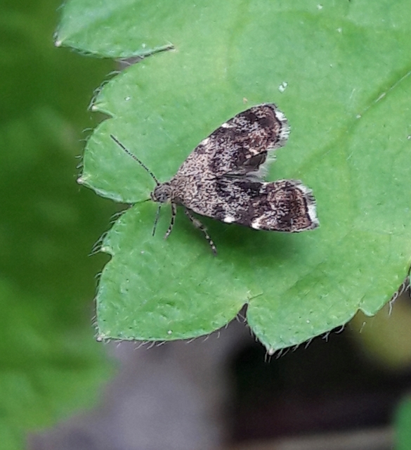 Anthophila fabriciana - lápréti levélmoly