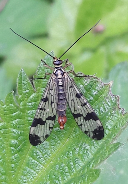 Panorpa communis/vulgaris
