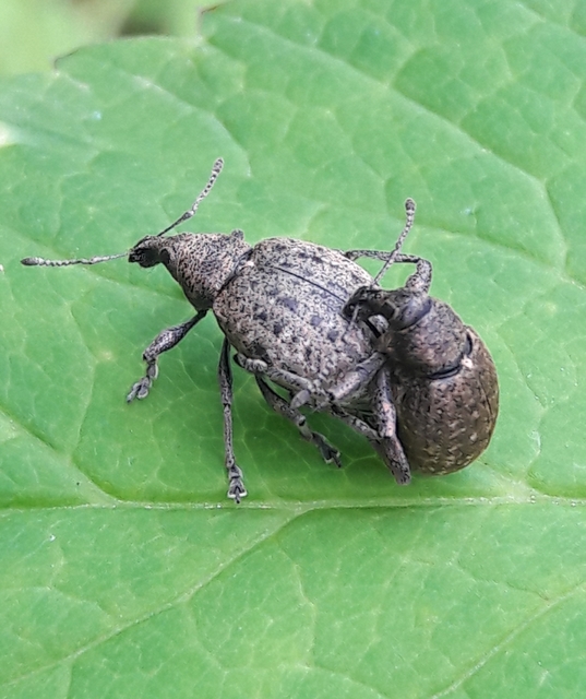 Liophloeus