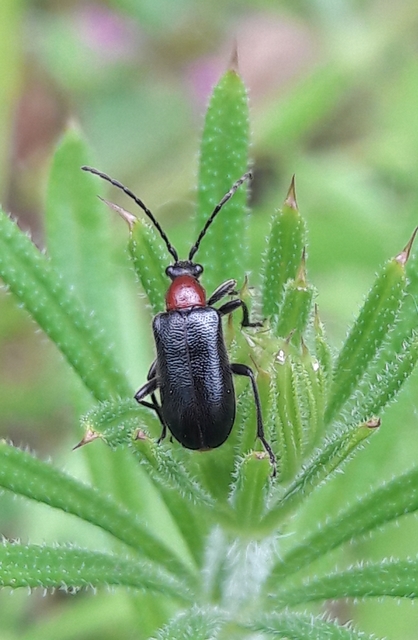 Dinoptera collaris - vörösnyakú virágcincér