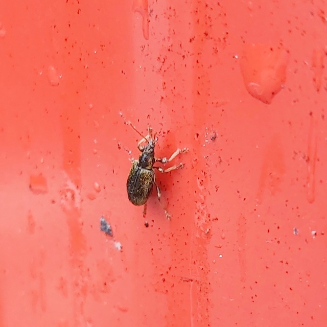 Phyllobius betulinus - változékony levélormányos