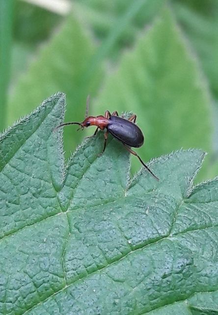 Brachinus explodens - kis pöfögőfutó
